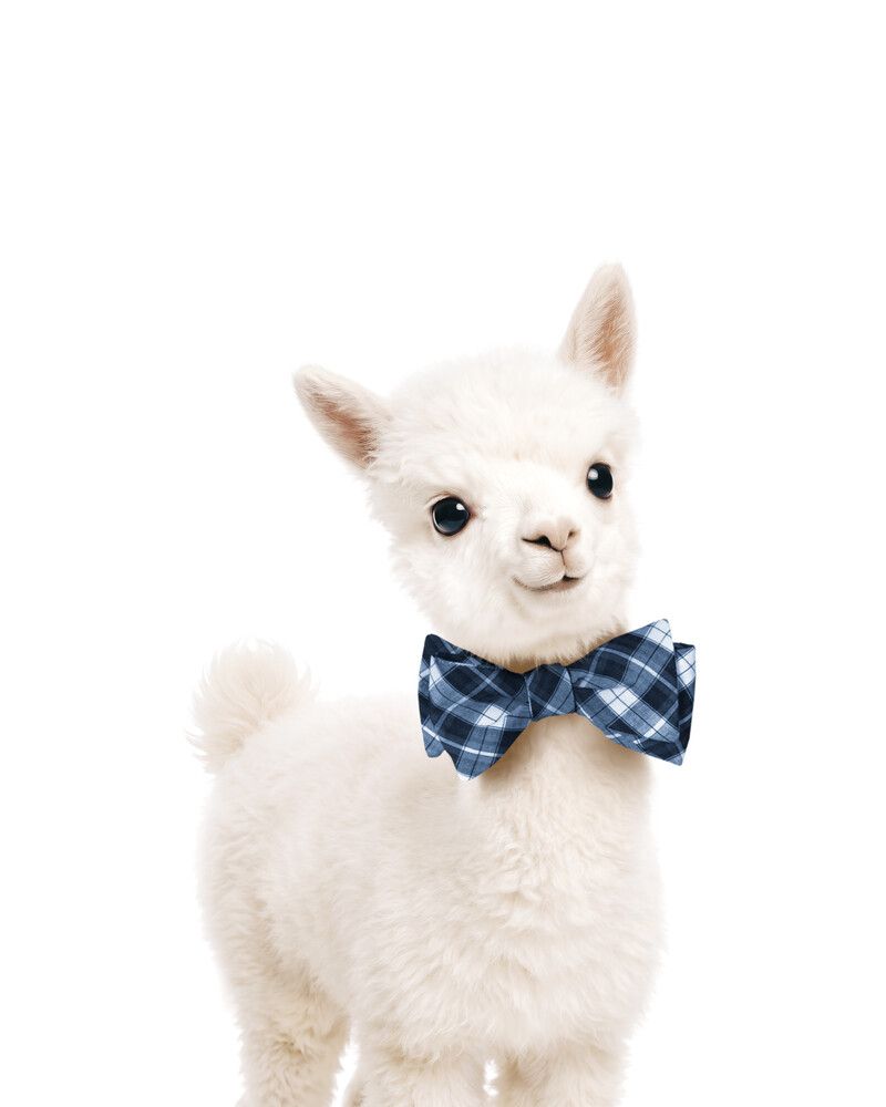 Alpaca Bowtie-Cornflower