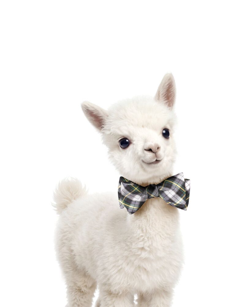 Alpaca Bowtie