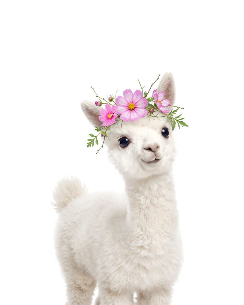 Alpaca Flowers