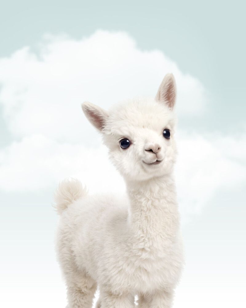 Alpaca Sky