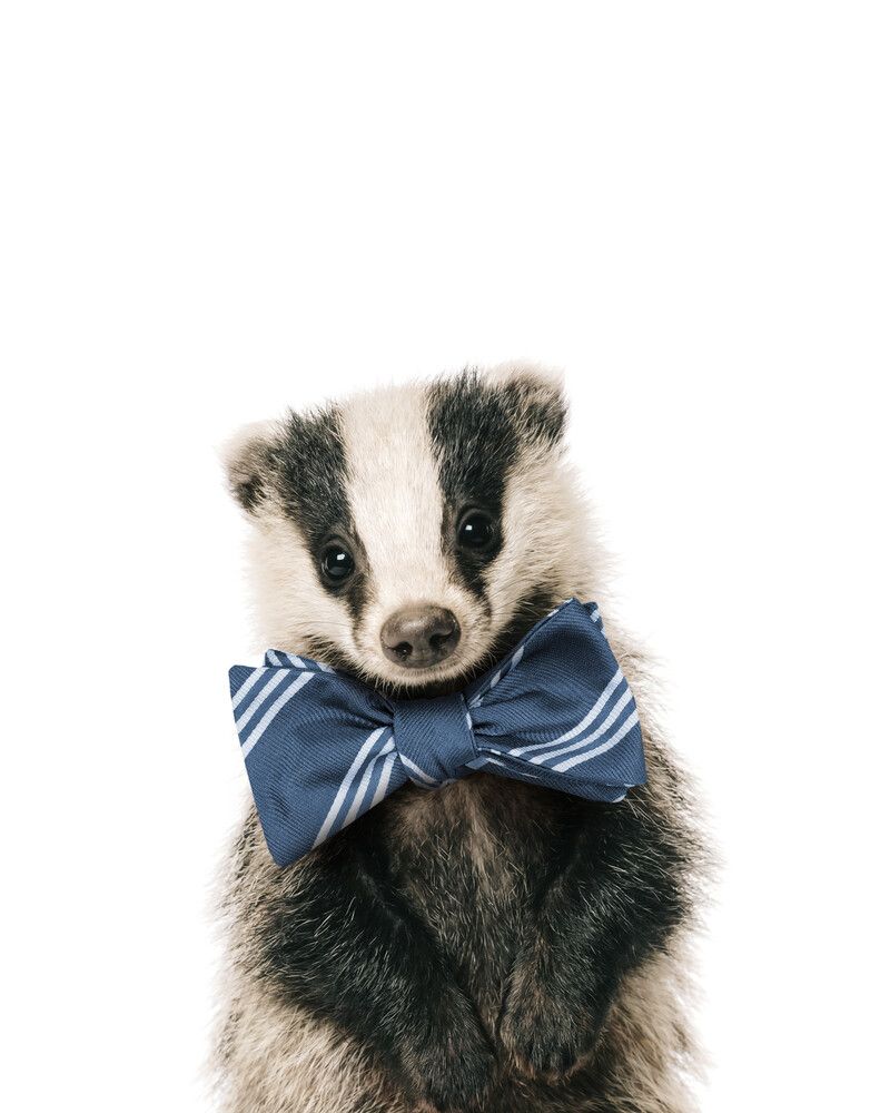 Badger Bowtie-Cornflower
