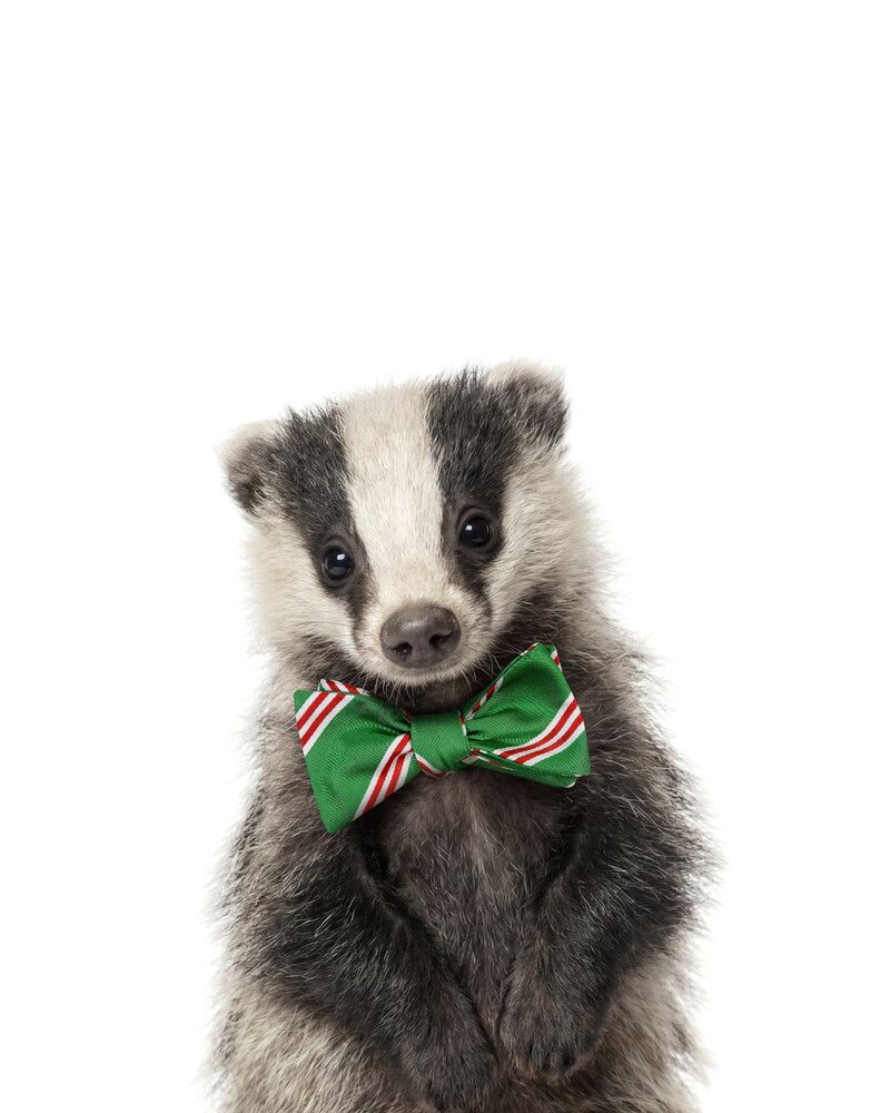 Badger Bowtie