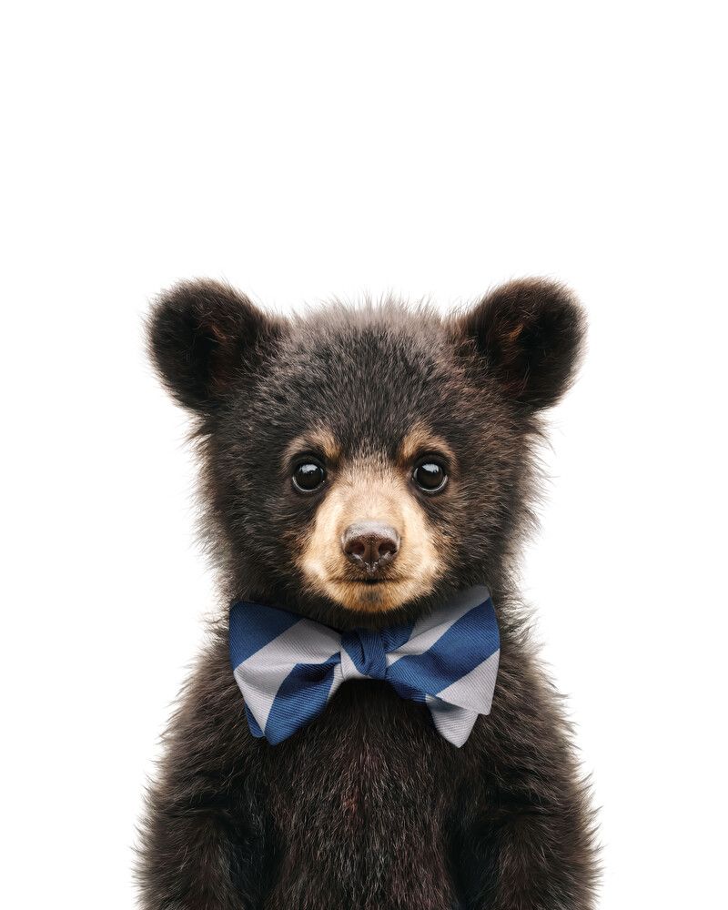 Bear-Black Bowtie-Cornflower