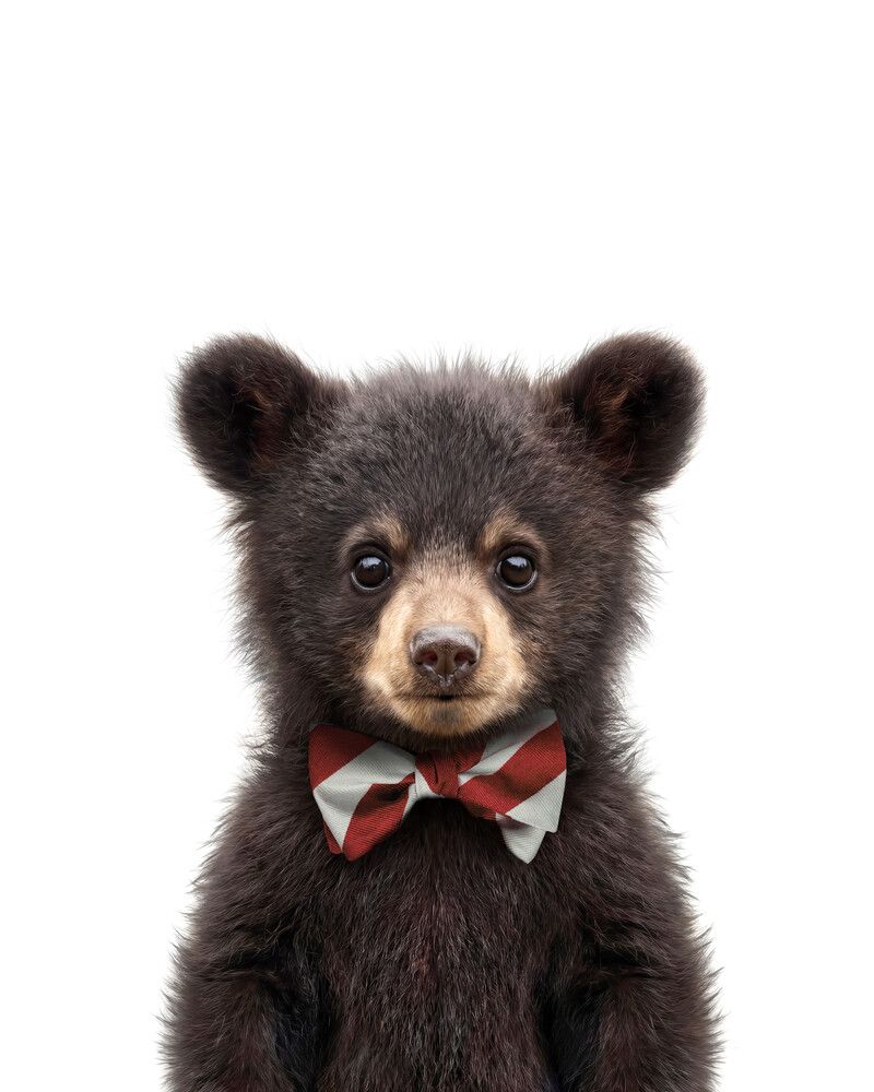 Bear-Black Bowtie