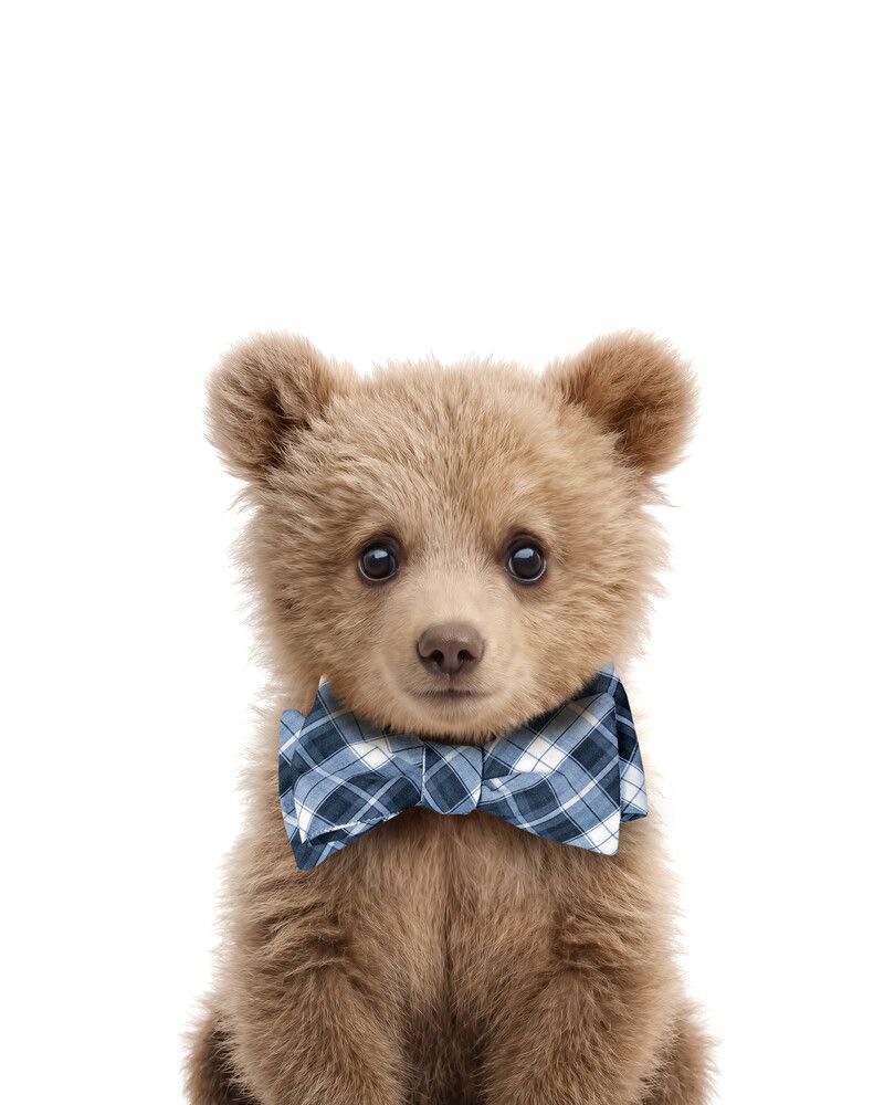 Bear-Grizzly Bowtie-Cornflower