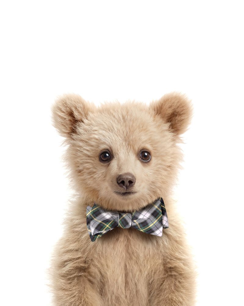 Bear-Grizzly Bowtie