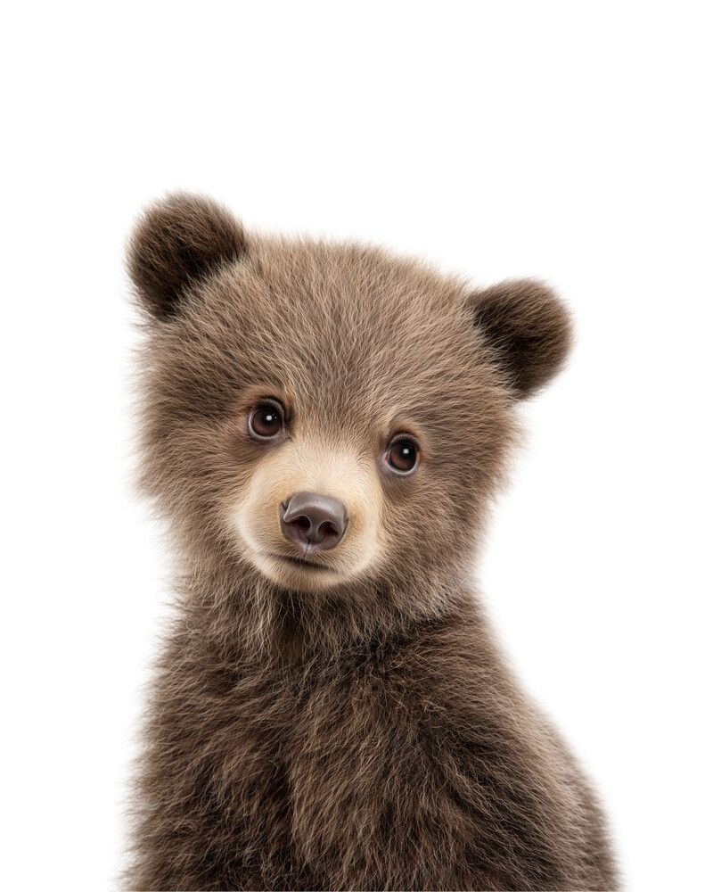 Bear-Grizzly Classic