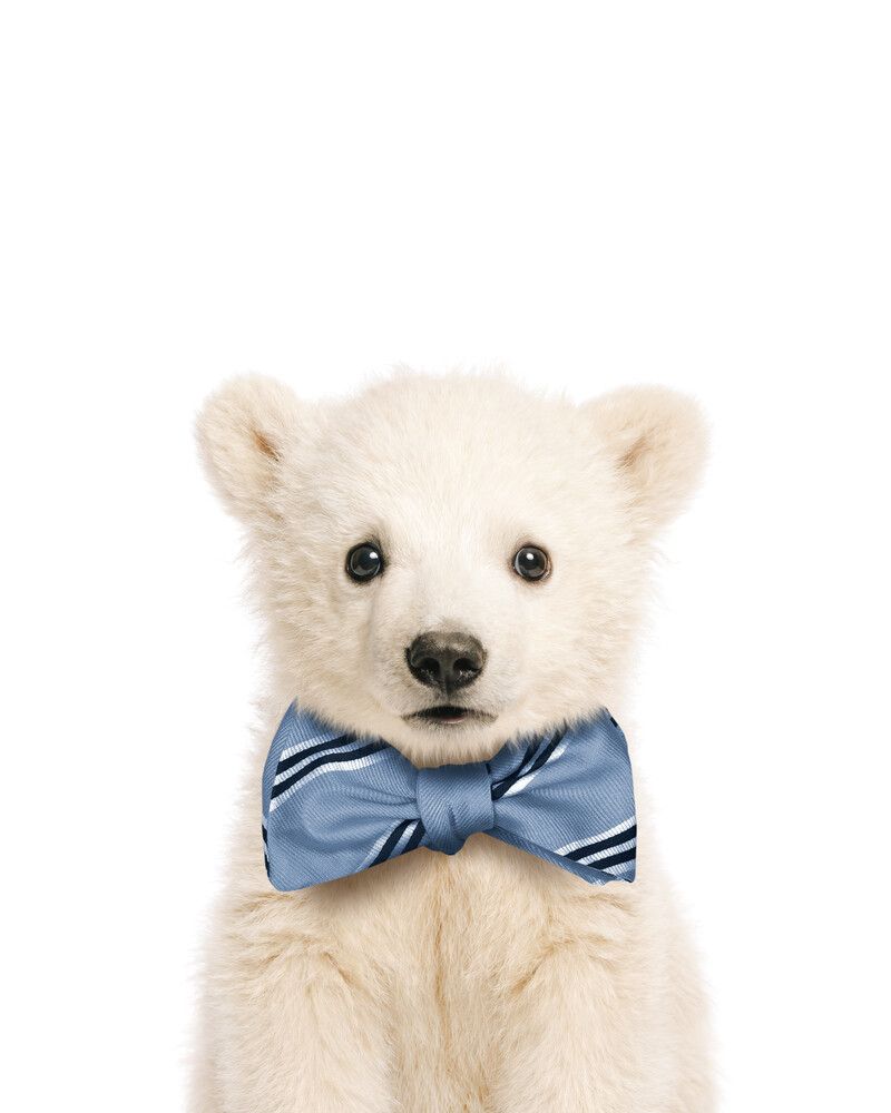 Bear-Polar Bowtie-Cornflower