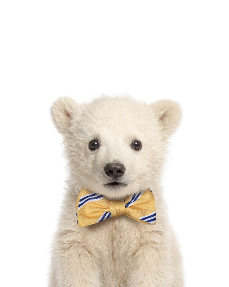 Bear-Polar Bowtie
