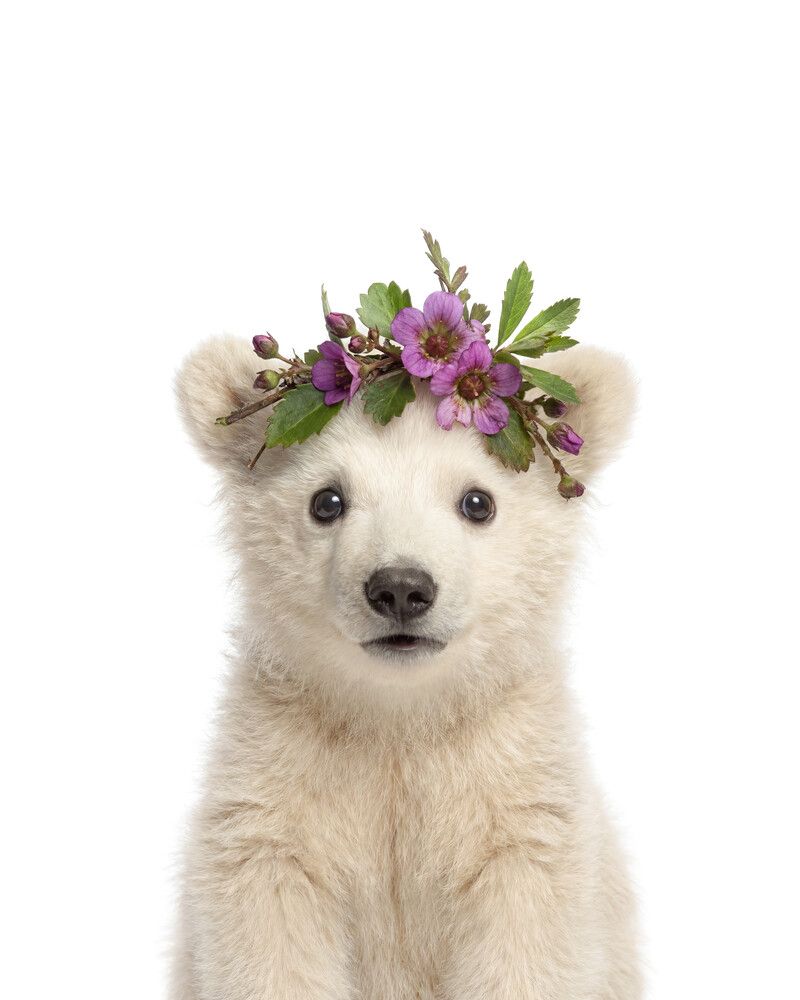 Bear-Polar Flowers