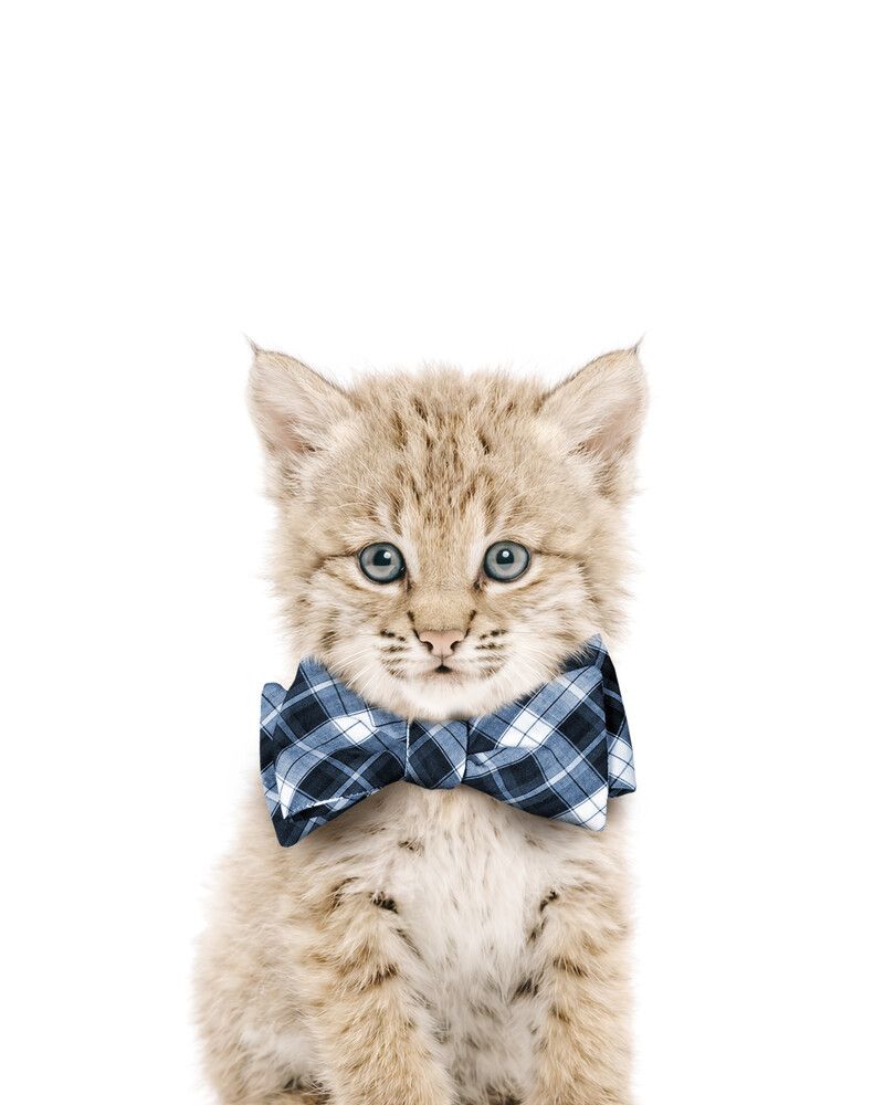 Bobcat Bowtie-Cornflower