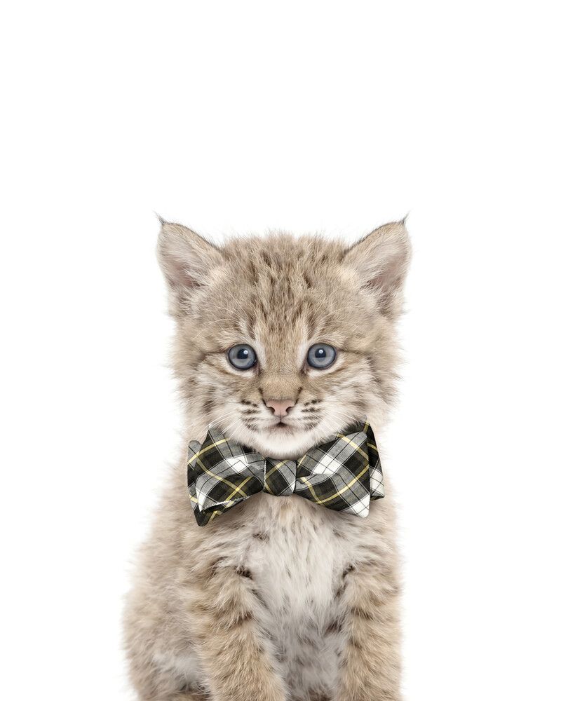 Bobcat Bowtie