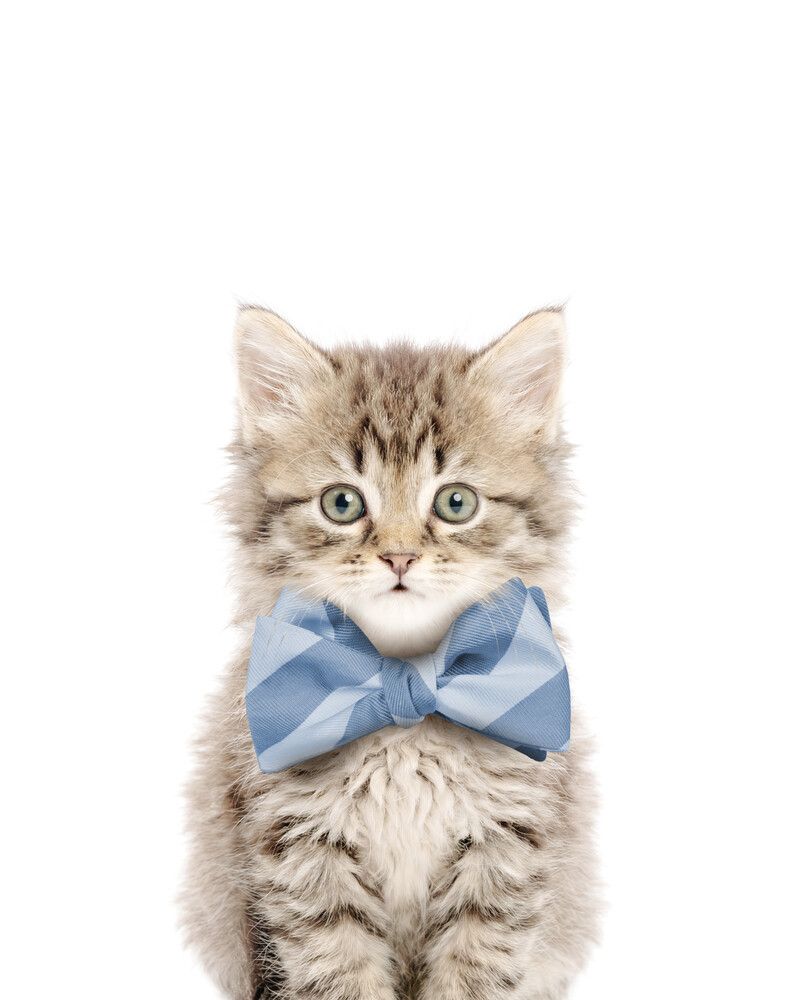 Cat-Tabby Bowtie-Cornflower