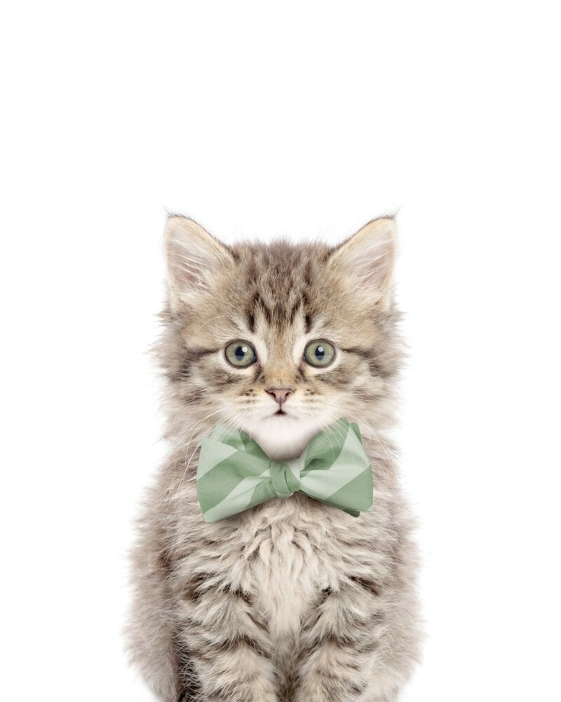 Cat-Tabby Bowtie
