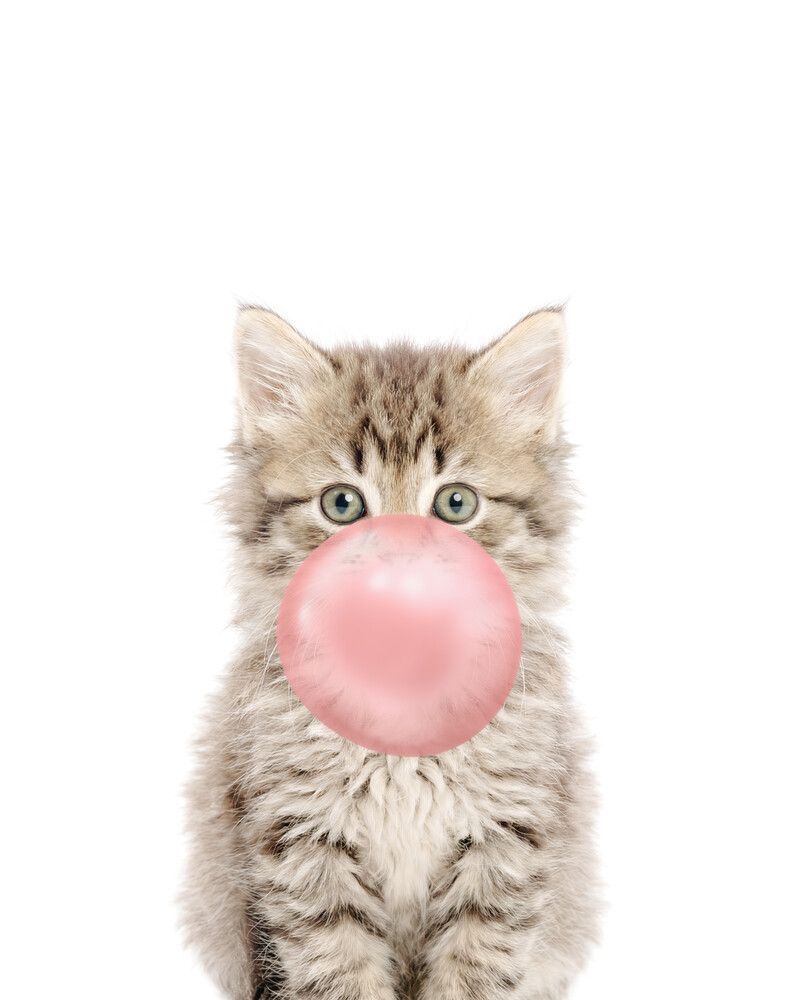 Cat-Tabby Bubblegum-Pink