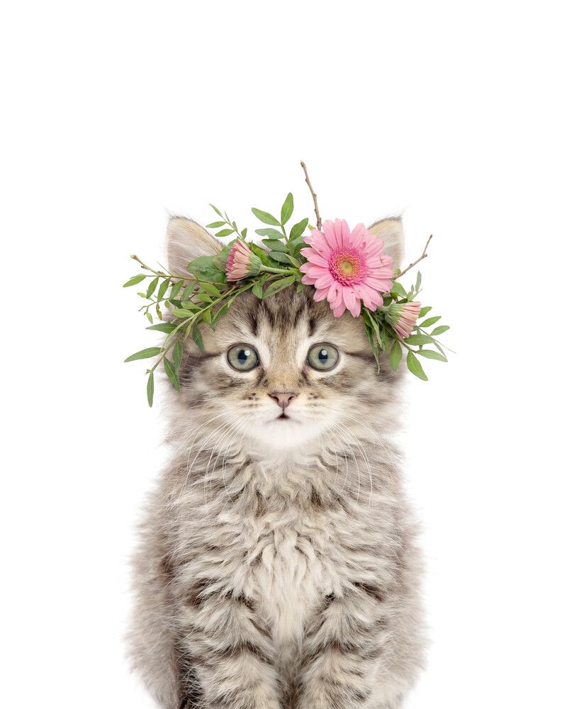 Cat-Tabby Flowers