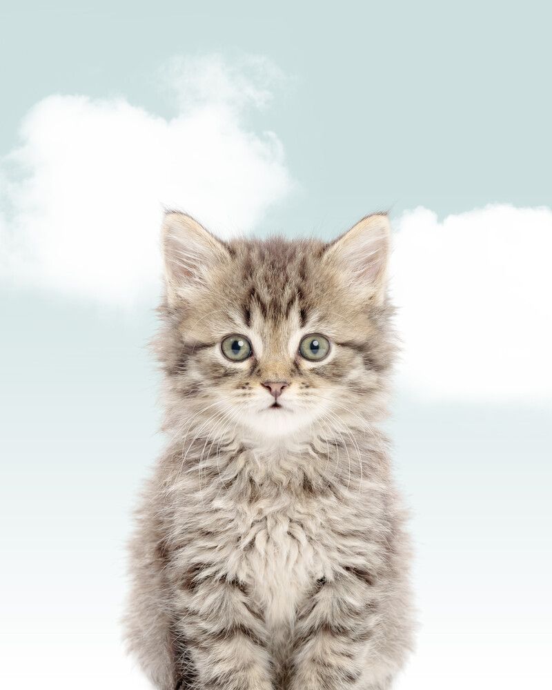 Cat-Tabby Sky