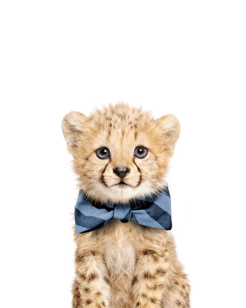 Cheetah Bowtie-Cornflower