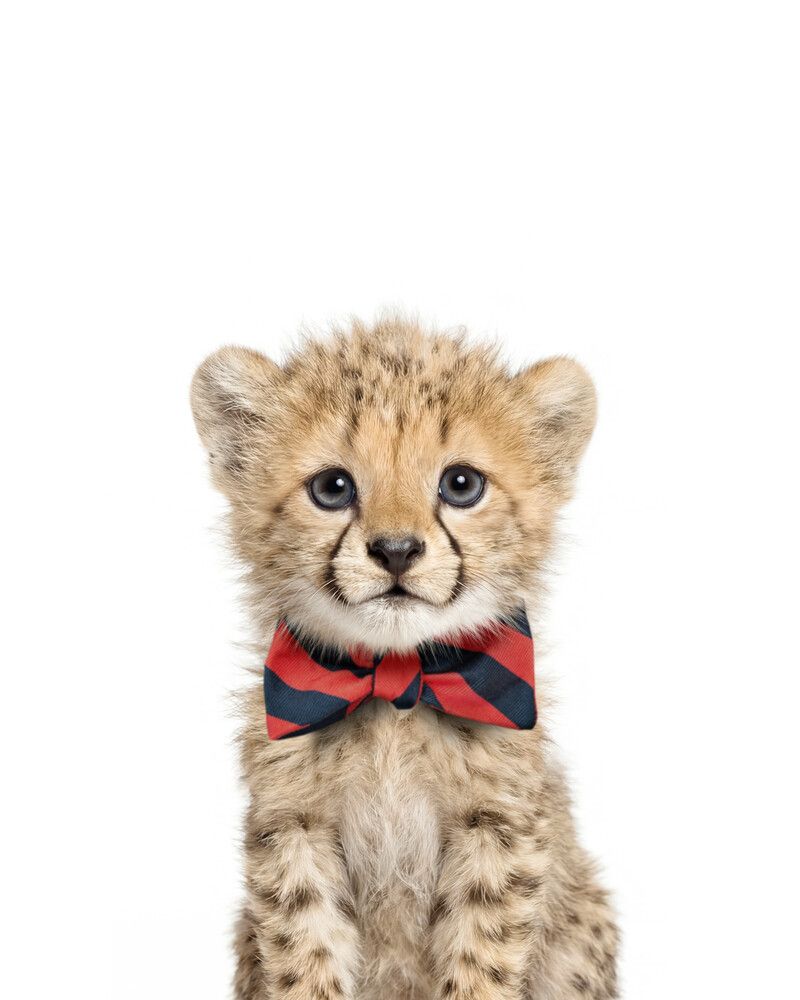 Cheetah Bowtie
