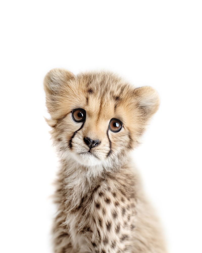 Cheetah Classic
