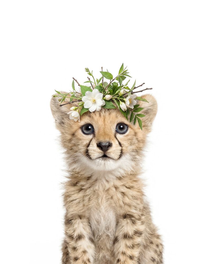 Cheetah Flowers