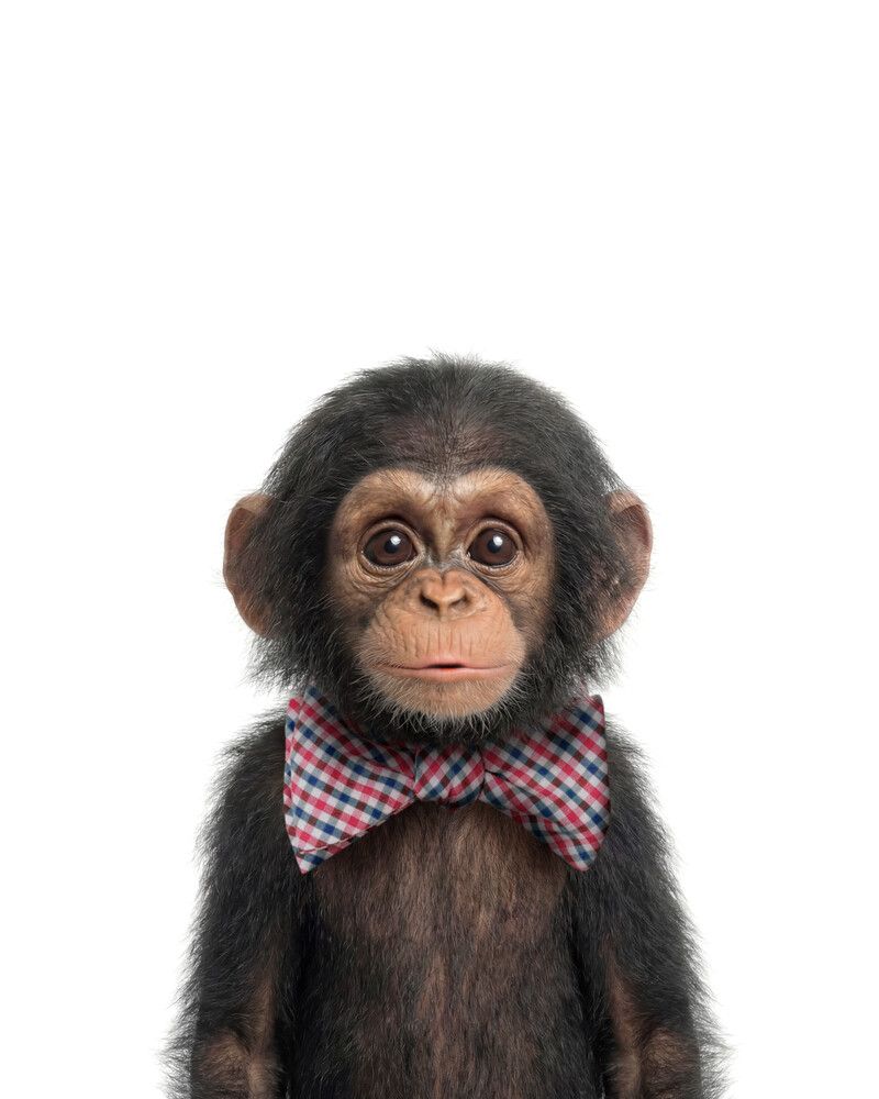 Chimpanzee Bowtie