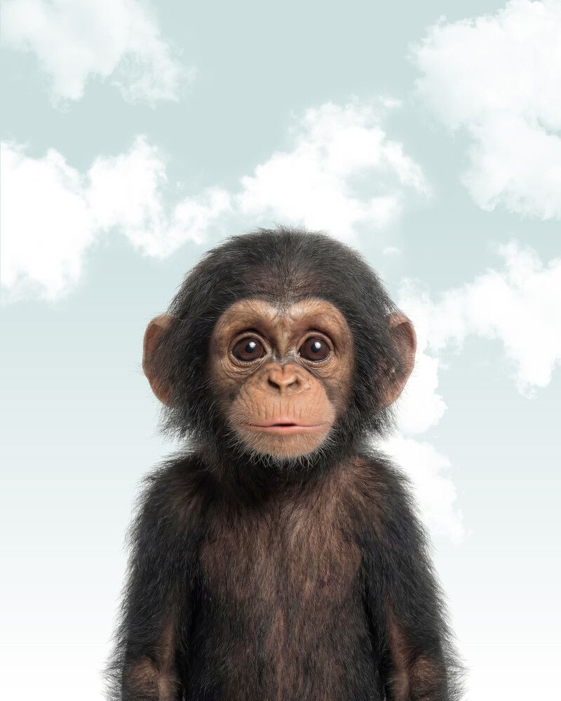 Chimpanzee Sky