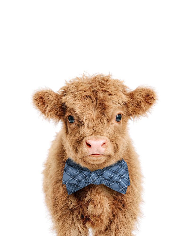 Cow-Highland Bowtie-Cornflower