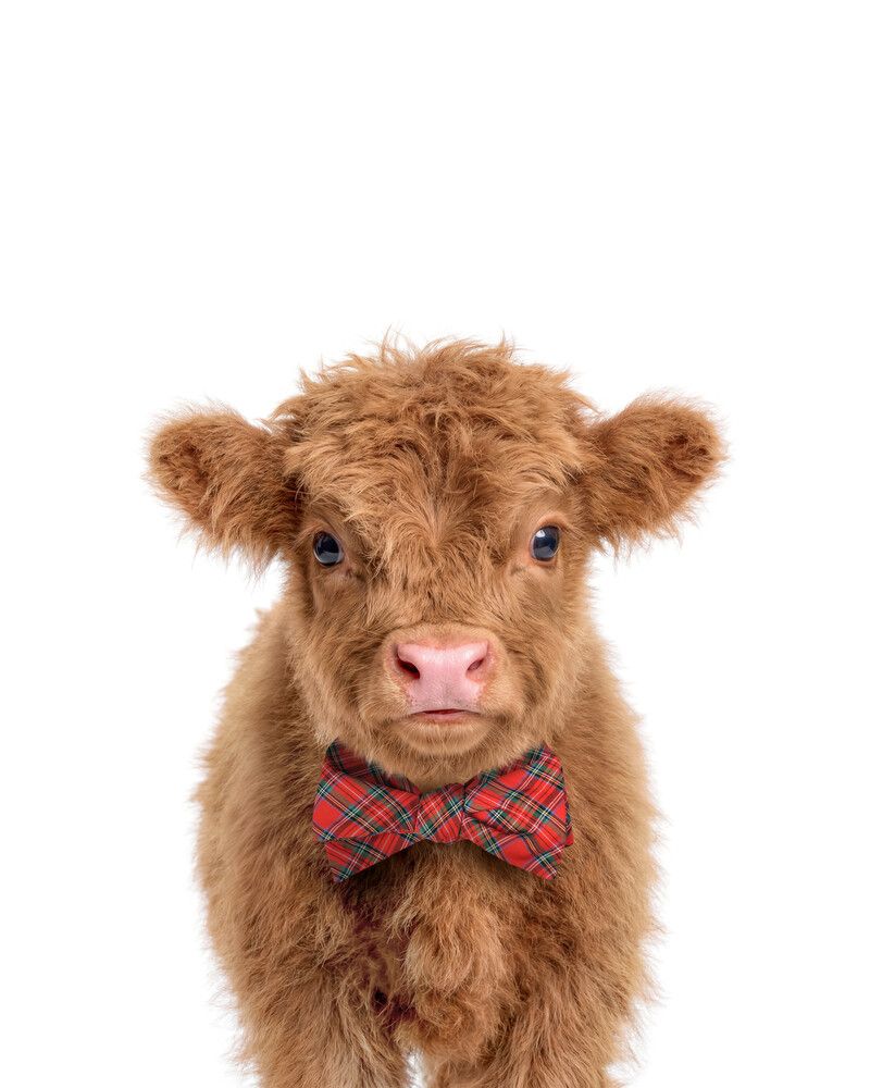Cow-Highland Bowtie