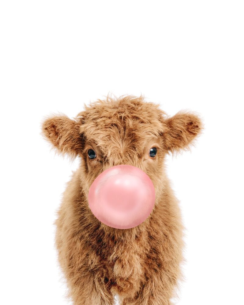 Cow-Highland Bubblegum-Pink