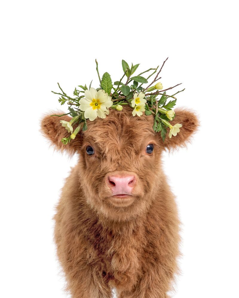 Cow-Highland Flowers