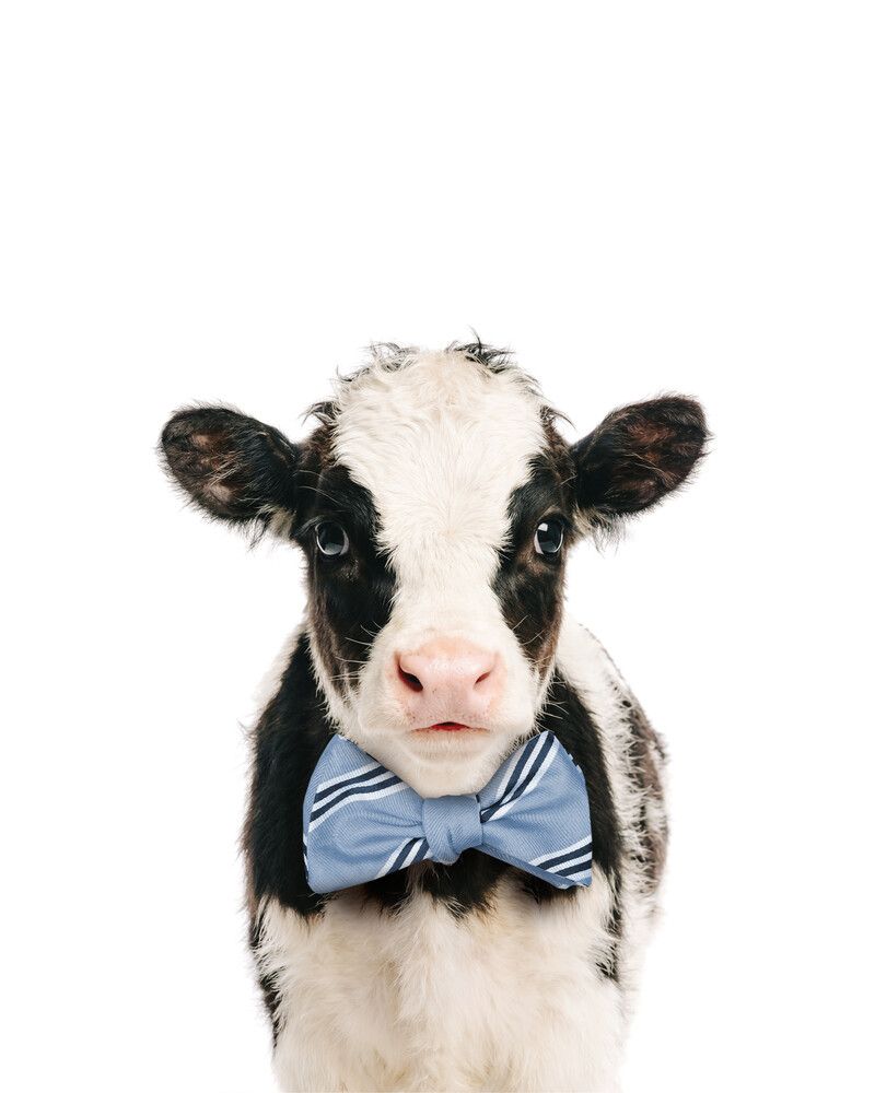 Cow Bowtie-Cornflower