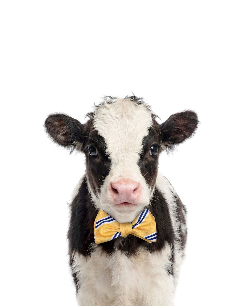 Cow Bowtie