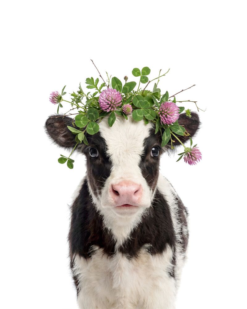 Cow Flowers