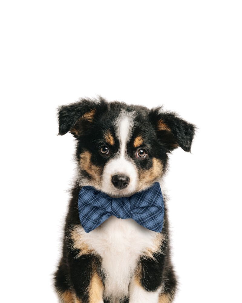 Dog-Australian-Shepherd Bowtie-Cornflower