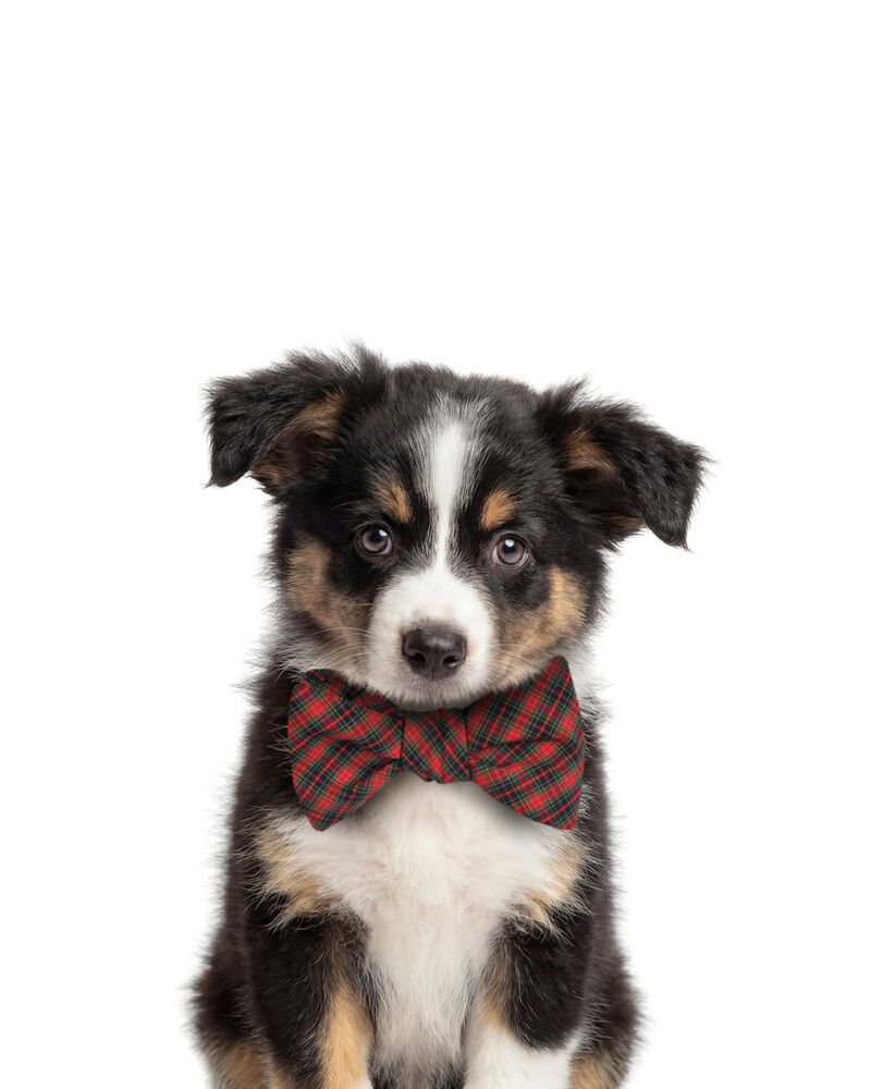 Dog-Australian-Shepherd Bowtie