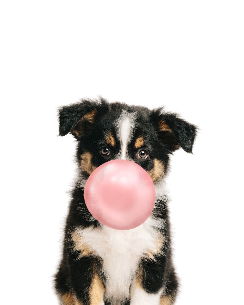 Dog-Australian-Shepherd Bubblegum-Pink