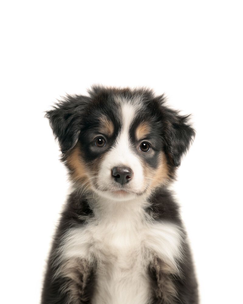 Dog-Australian-Shepherd Classic