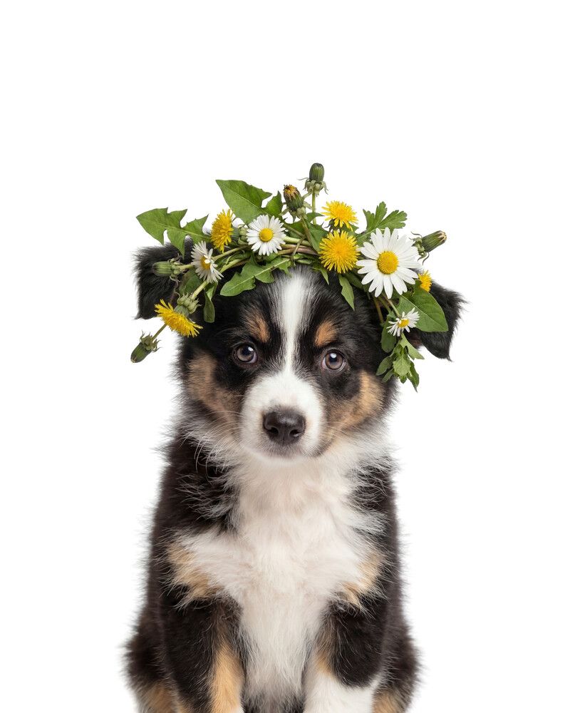 Dog-Australian-Shepherd Flowers