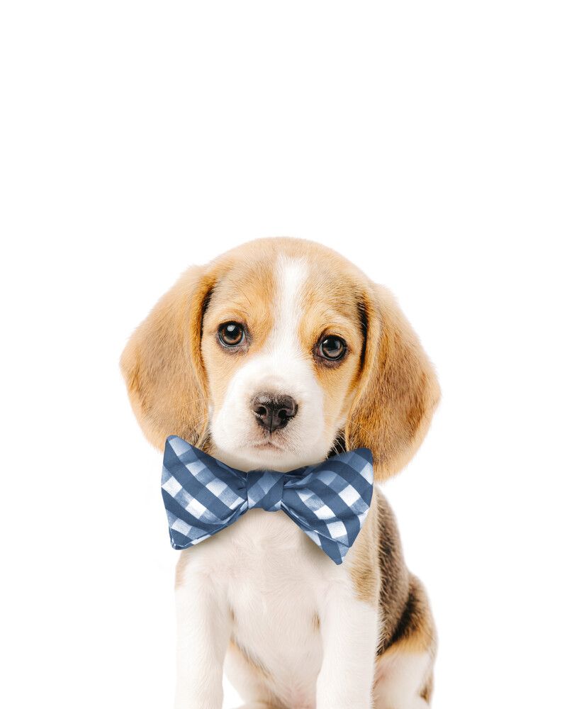 Dog-Beagle Bowtie-Cornflower