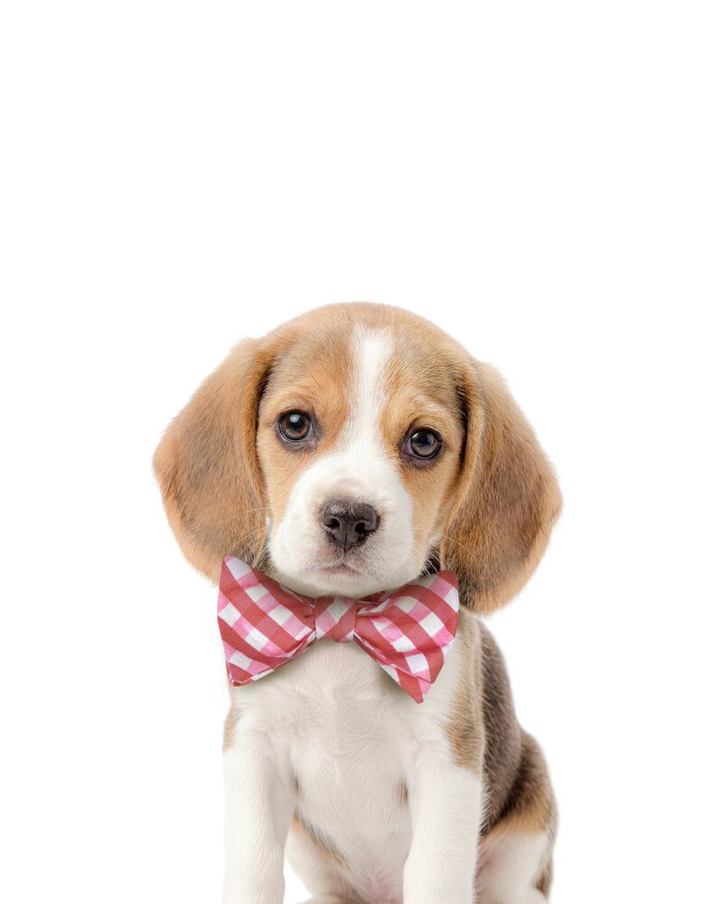 Dog-Beagle Bowtie