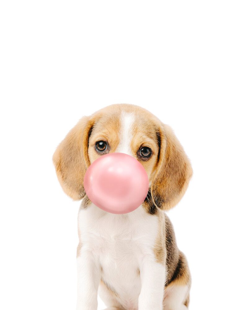 Dog-Beagle Bubblegum-Pink