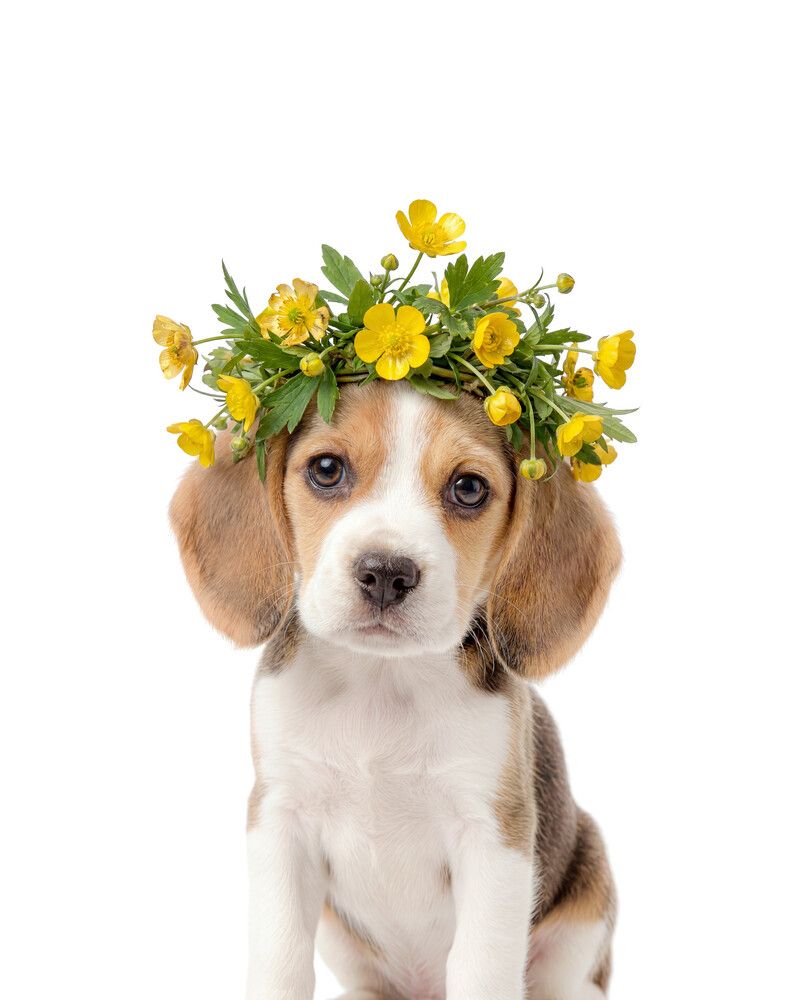 Dog-Beagle Flowers