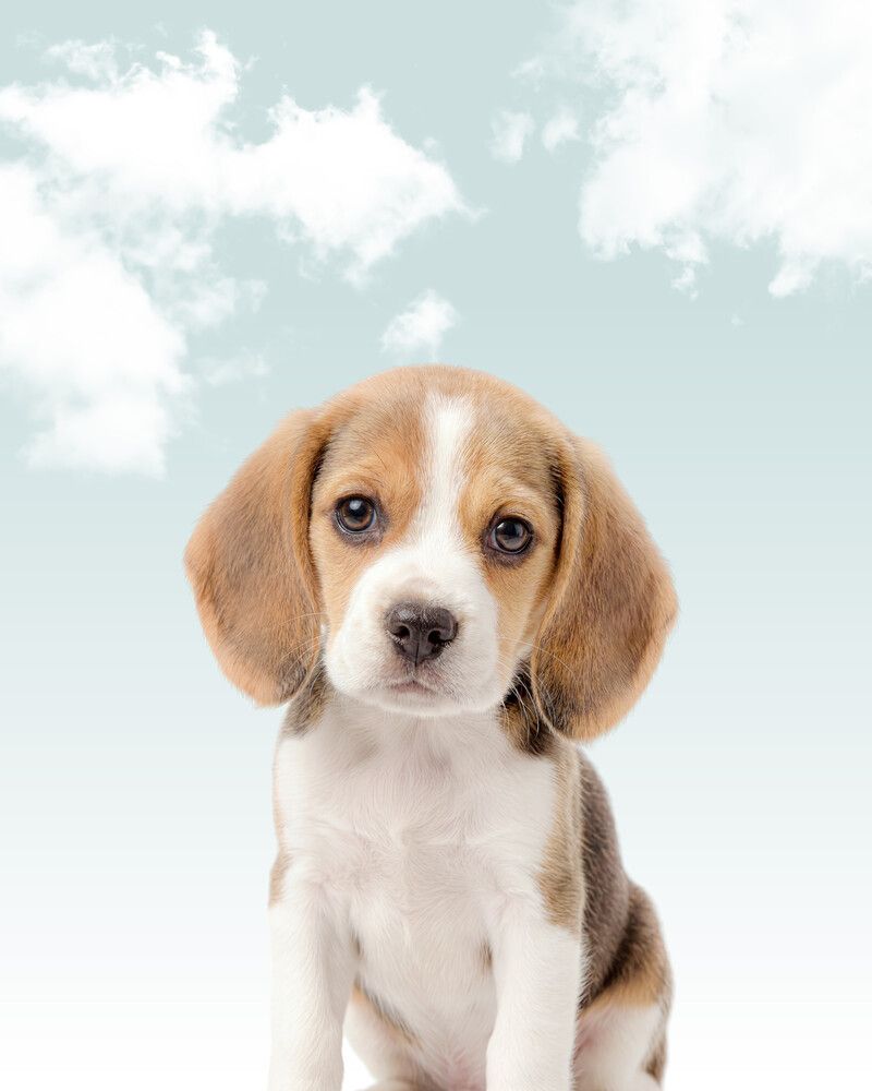 Dog-Beagle Sky