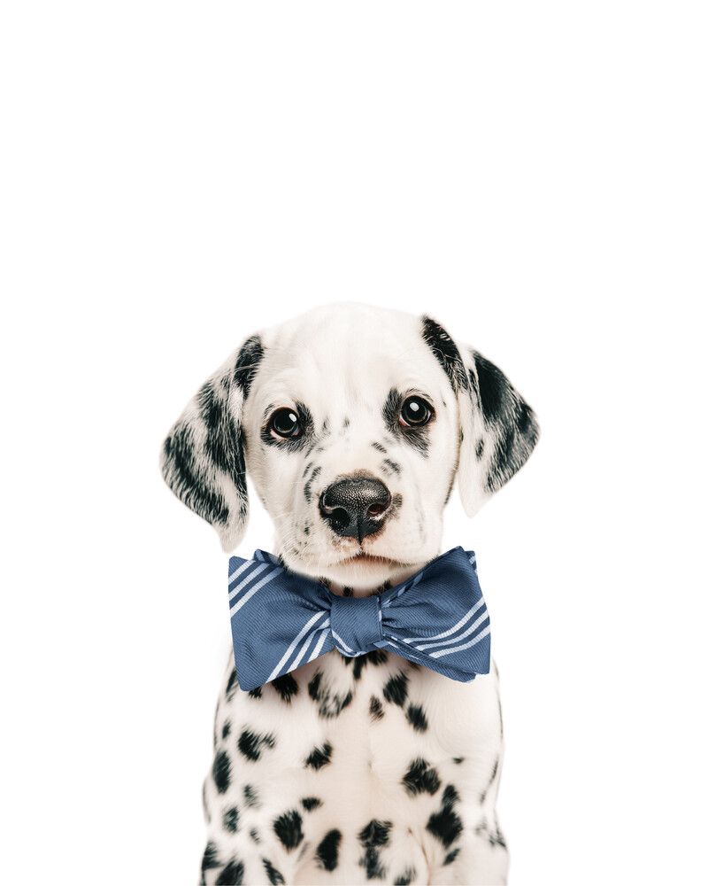 Dog-Dalmatian Bowtie-Cornflower