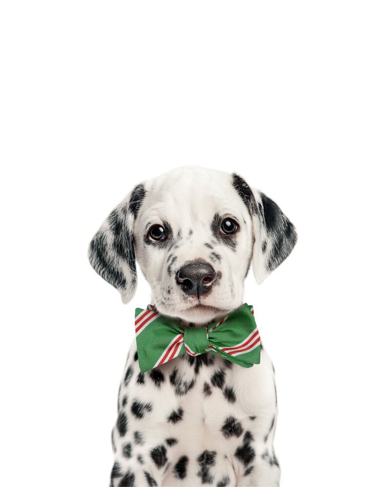Dog-Dalmatian Bowtie