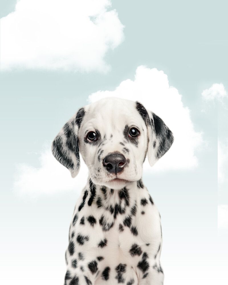 Dog-Dalmatian Sky