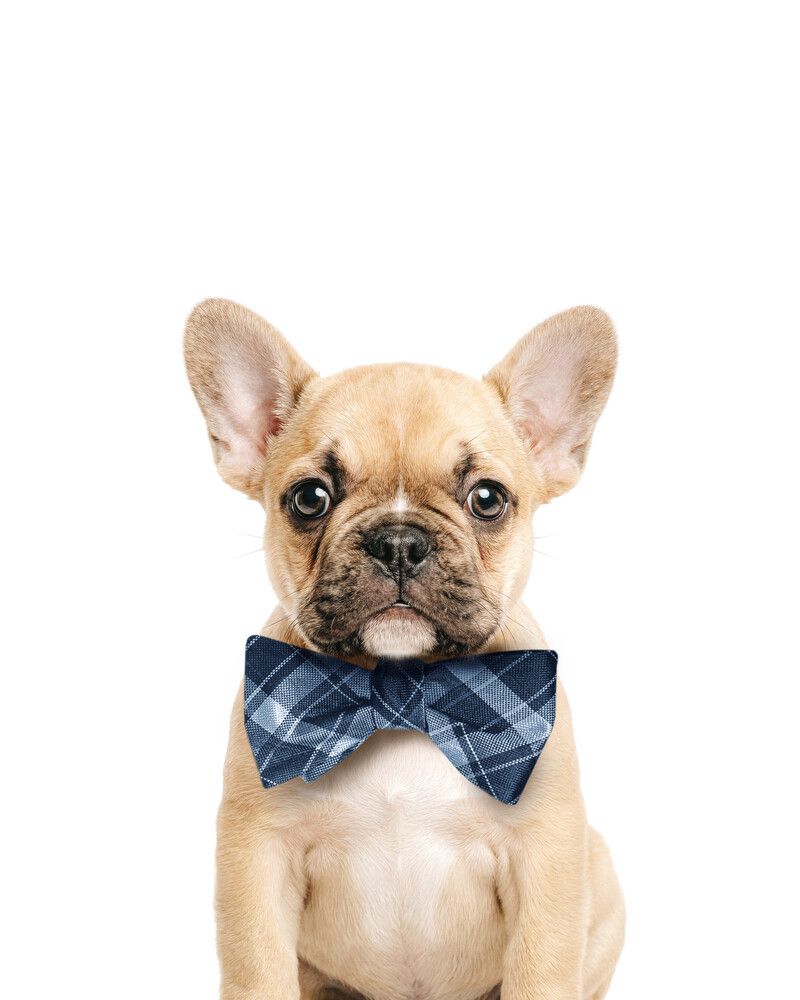 Dog-French-Bulldog Bowtie-Cornflower