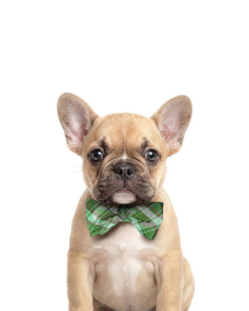 Dog-French-Bulldog Bowtie