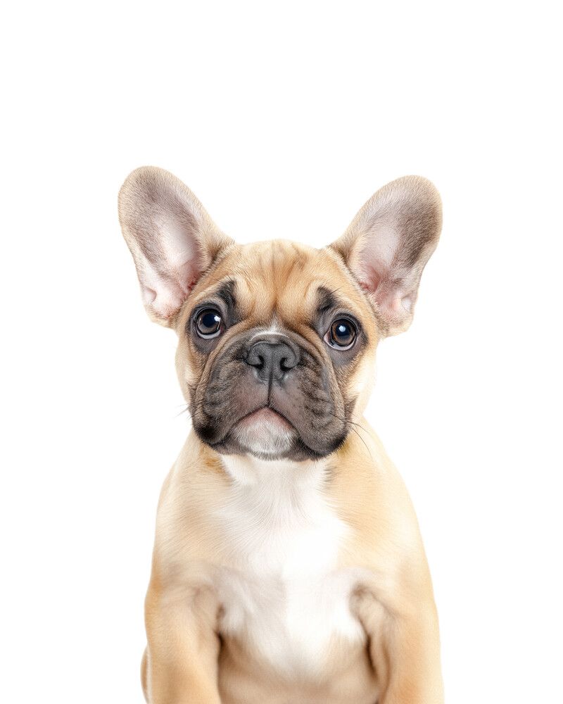 Dog-French-Bulldog Classic